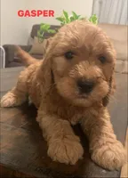 GASPER, a male Goldendoodle for sale in Victorville, CA – Photo 2 of 8