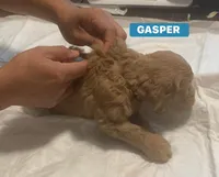 GASPER, a male Goldendoodle for sale in Victorville, CA – Photo 7 of 8