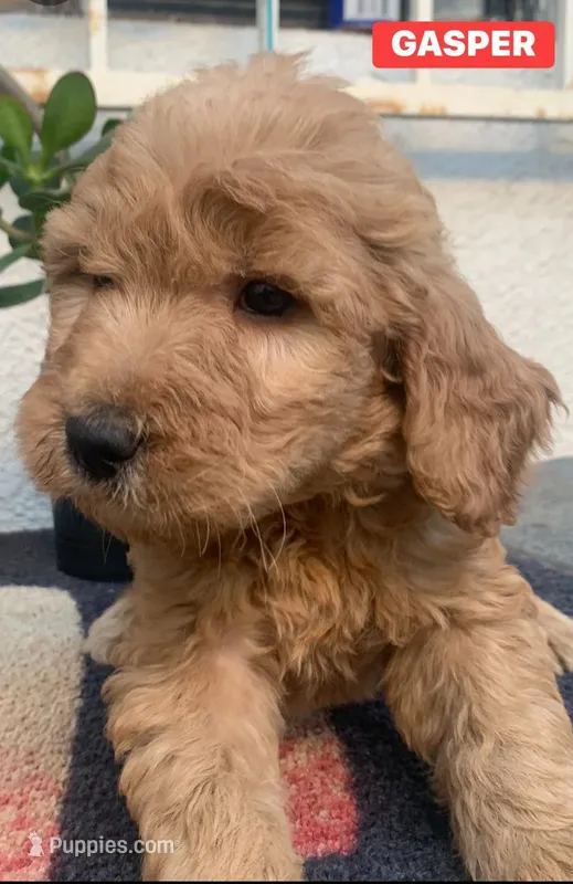 GASPER – Goldendoodle puppy for sale in Victorville, CA