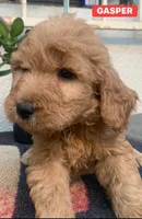 GASPER, a male Goldendoodle for sale in Victorville, CA – Photo 3 of 8