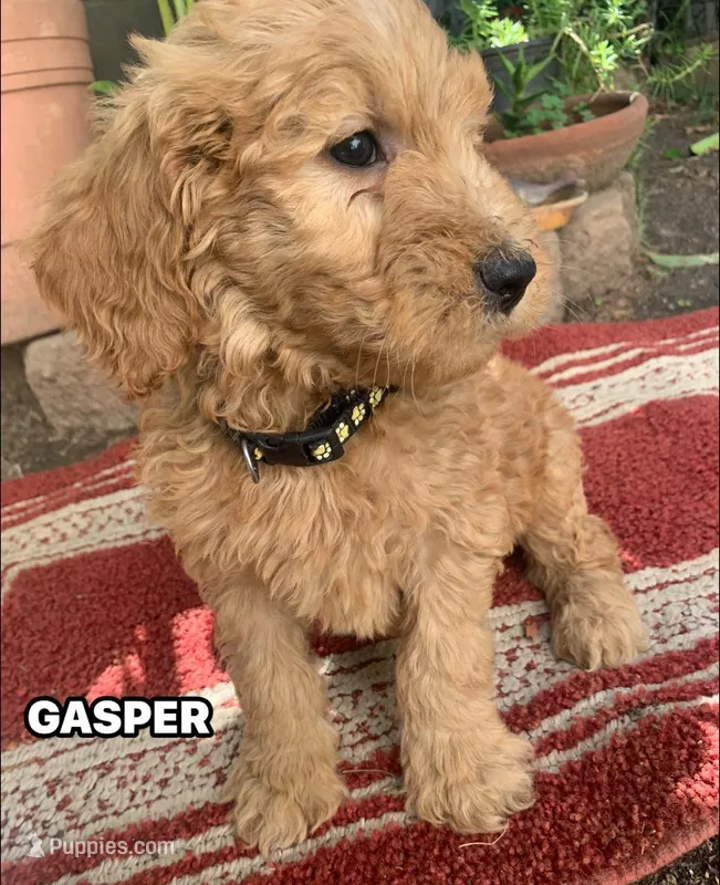 GASPER – Goldendoodle puppy on hold in Victorville, CA