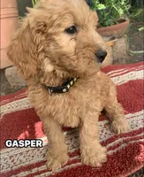 GASPER, a male Goldendoodle for sale in Victorville, CA – 1 of 10