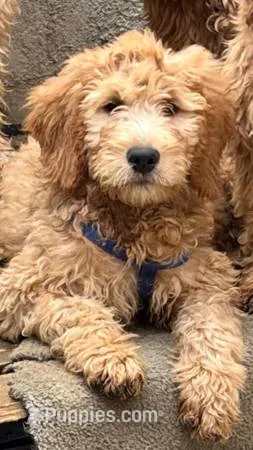 GASPER, a male Goldendoodle for sale in Victorville, CA – 1 of 10