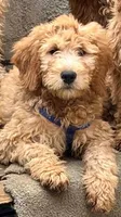 GASPER, a male Goldendoodle for sale in Victorville, CA – 1 of 10