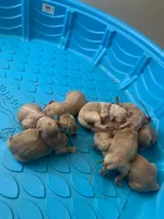 JOEI, a female Goldendoodle for sale in Victorville, CA – Photo 2 of 5