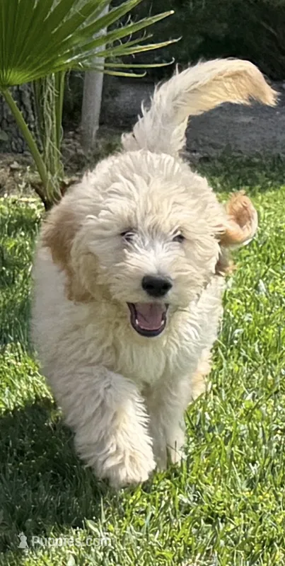 CHARLEY – Goldendoodle puppy for sale in Victorville, CA