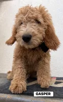 GASPER, a male Goldendoodle for sale in Victorville, CA – 5 of 10