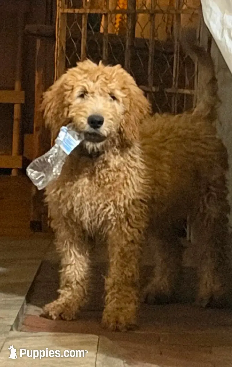 GASPER, a male Goldendoodle for sale in Victorville, CA – 4 of 10