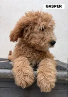 GASPER, a male Goldendoodle for sale in Victorville, CA – 2 of 10