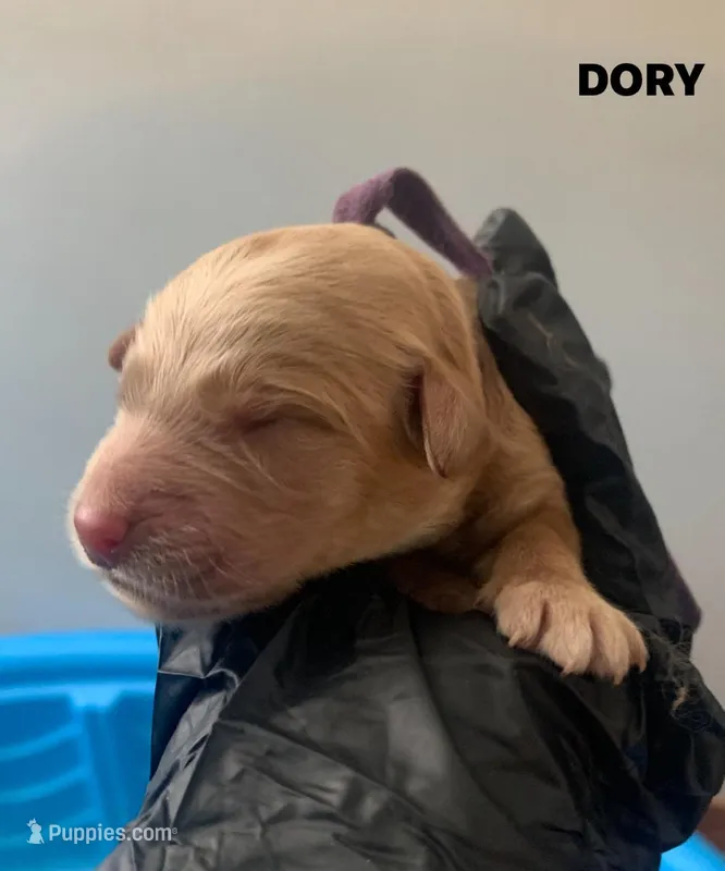 DORY, a female Goldendoodle for sale in Victorville, CA – Photo 1 of 4