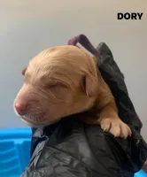 DORY, a female Goldendoodle for sale in Victorville, CA – Photo 1 of 4