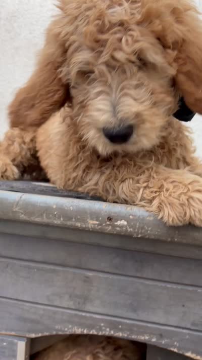 GASPER, a male Goldendoodle for sale in Victorville, CA – 3 of 10