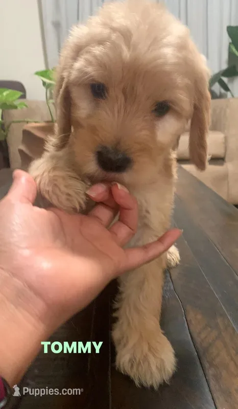 TOMMY – Goldendoodle puppy for sale in Victorville, CA