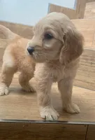 TOMMY, a male Goldendoodle for sale in Victorville, CA – Photo 7 of 9