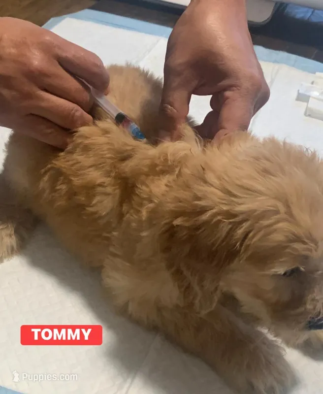 TOMMY – Goldendoodle puppy for sale in Victorville, CA