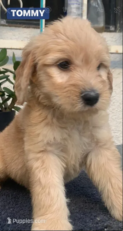 TOMMY – Goldendoodle puppy for sale in Victorville, CA
