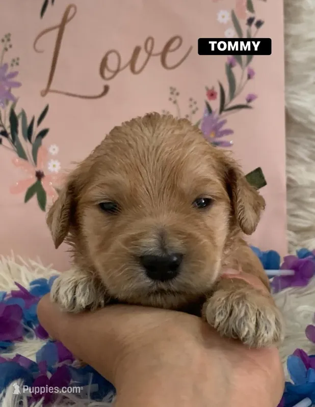 TOMMY – Goldendoodle puppy for sale in Victorville, CA