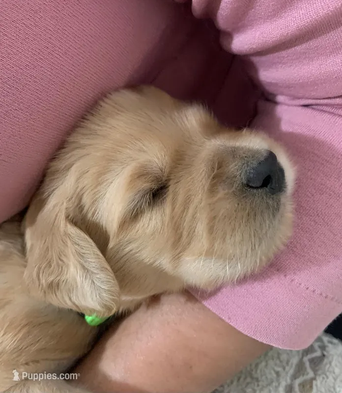 TOMMY – Goldendoodle puppy for sale in Victorville, CA