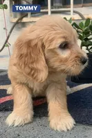 TOMMY, a male Goldendoodle for sale in Victorville, CA – Photo 2 of 9