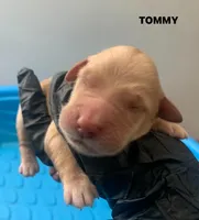 TOMMY, a male Goldendoodle for sale in Victorville, CA – Photo 1 of 4