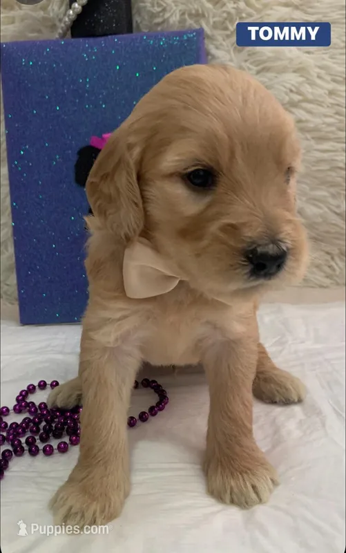 TOMMY – Goldendoodle puppy for sale in Victorville, CA