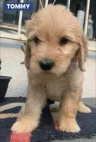TOMMY, a male Goldendoodle for sale in Victorville, CA – Photo 4 of 9