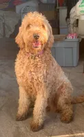 TOMMY, a male Goldendoodle for sale in Victorville, CA – Photo 5 of 9