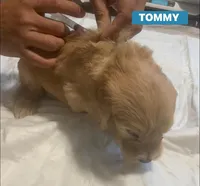 TOMMY, a male Goldendoodle for sale in Victorville, CA – Photo 9 of 9