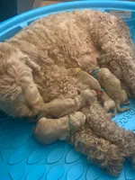 TOMMY, a male Goldendoodle for sale in Victorville, CA – Photo 4 of 4
