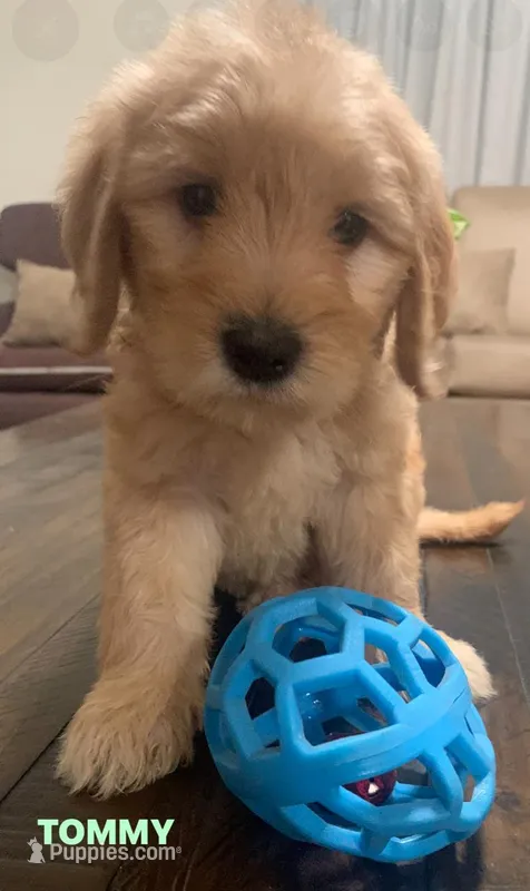 TOMMY – Goldendoodle puppy for sale in Victorville, CA