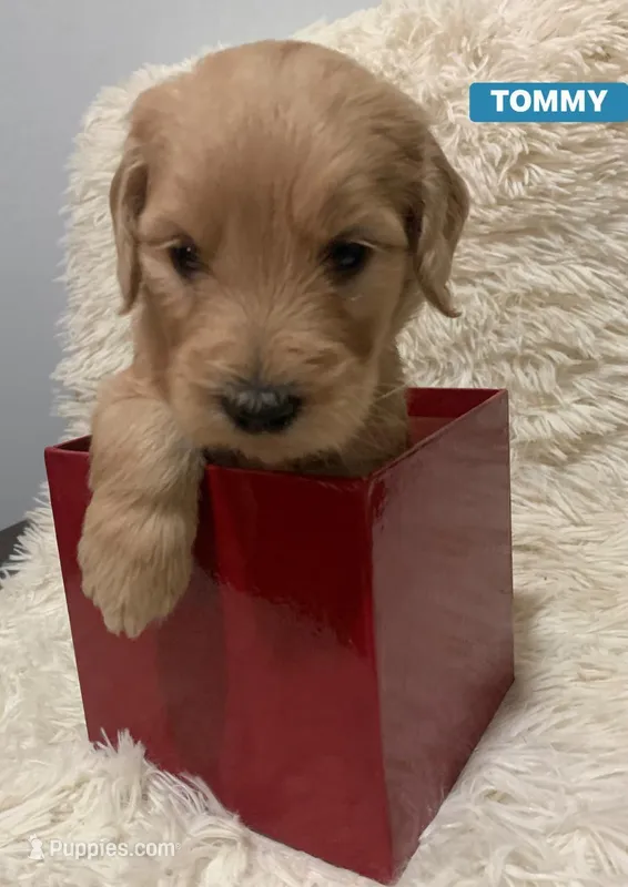TOMMY – Goldendoodle puppy for sale in Victorville, CA