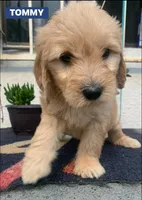 TOMMY, a male Goldendoodle for sale in Victorville, CA – Photo 3 of 9