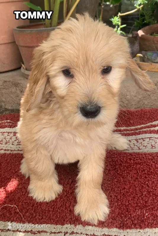 TOMMY – Goldendoodle puppy for sale in Victorville, CA
