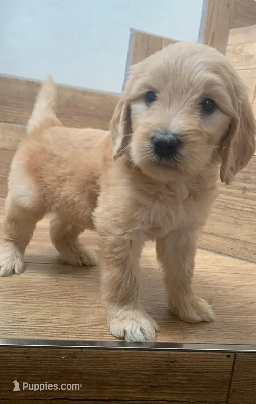 TOMMY – Goldendoodle puppy for sale in Victorville, CA
