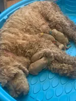 CHARLEY, a male Goldendoodle for sale in Victorville, CA – Photo 4 of 4