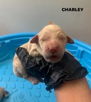 CHARLEY, a male Goldendoodle for sale in Victorville, CA – Photo 1 of 4