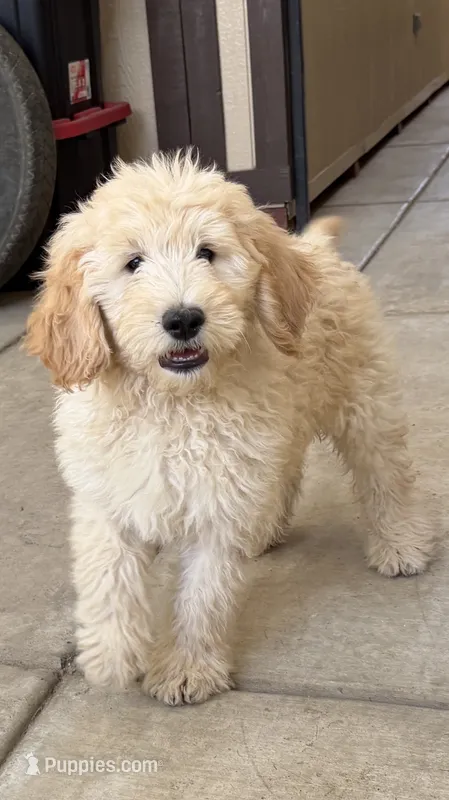 CHARLEY – Goldendoodle puppy for sale in Victorville, CA