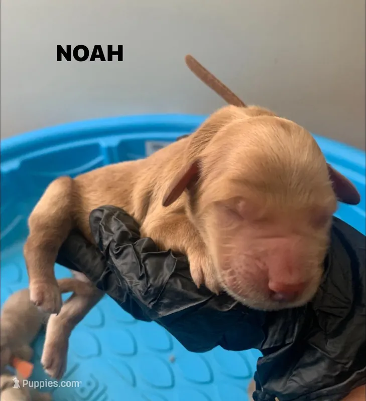 NOAH, a male Goldendoodle for sale in Victorville, CA – Photo 1 of 5