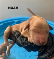 NOAH, a male Goldendoodle for sale in Victorville, CA – Photo 1 of 5