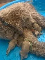 NOAH, a male Goldendoodle for sale in Victorville, CA – Photo 3 of 5