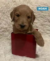 NOAH, a male Goldendoodle for sale in Victorville, CA – Photo 1 of 10