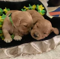 NOAH, a male Goldendoodle for sale in Victorville, CA – Photo 6 of 10