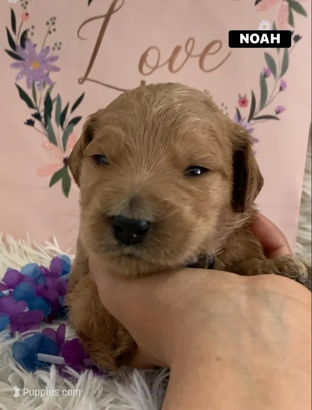 NOAH – Goldendoodle puppy for sale in Victorville, CA