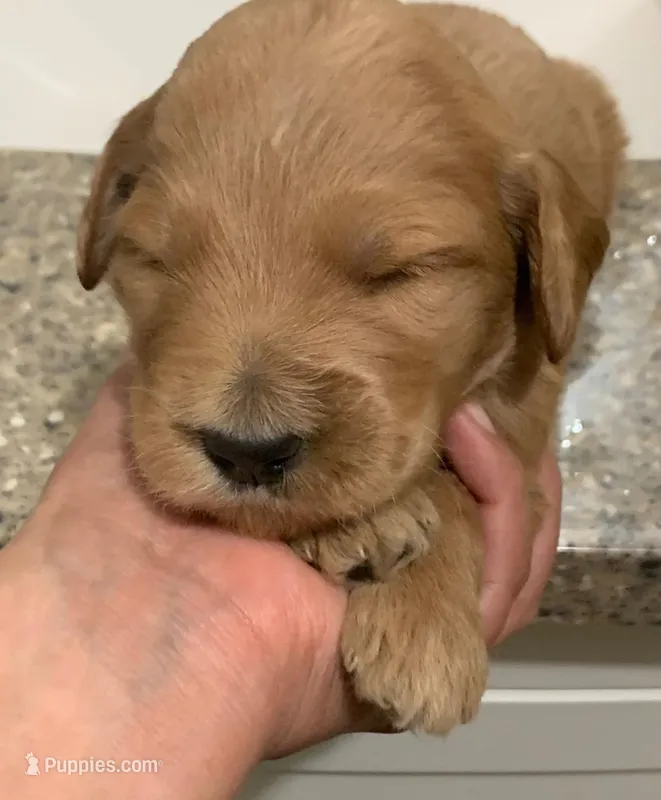 NOAH – Goldendoodle puppy for sale in Victorville, CA