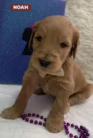 NOAH, a male Goldendoodle for sale in Victorville, CA – Photo 2 of 10