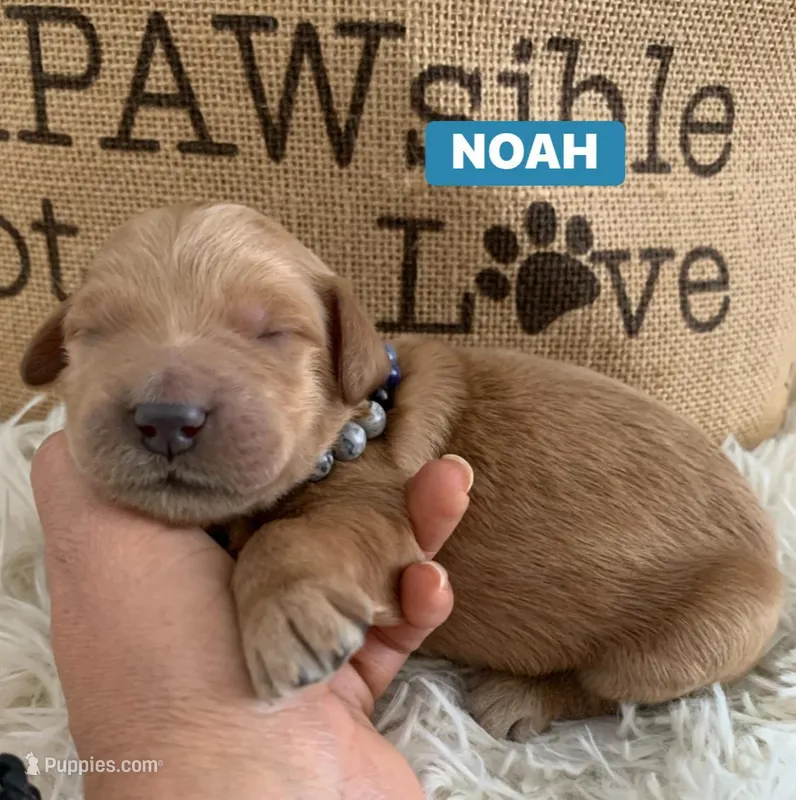 NOAH