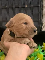 NOAH, a male Goldendoodle for sale in Victorville, CA – Photo 5 of 10