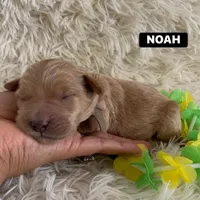 NOAH, a male Goldendoodle for sale in Victorville, CA – Photo 9 of 10