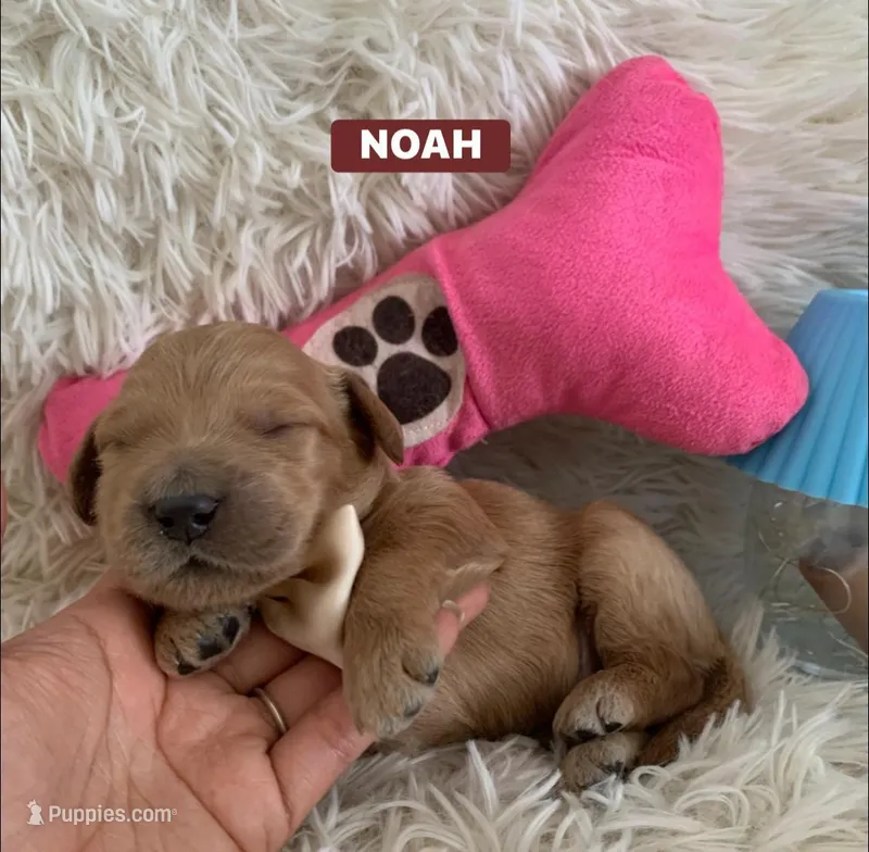 NOAH