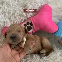 NOAH, a male Goldendoodle for sale in Victorville, CA – Photo 8 of 10